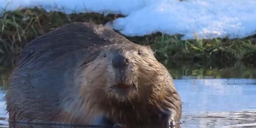 Audubon Lecture, Why are Beavers So Important?