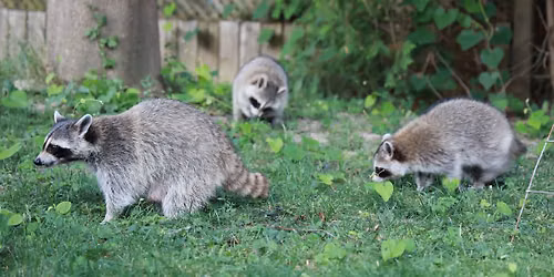 Nocturnal Wildlife 101