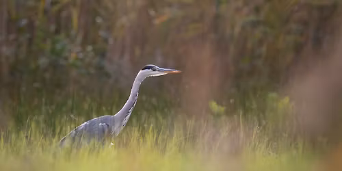 LE PARC AU LEVER DU JOUR