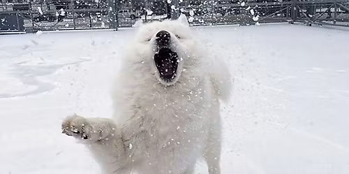 Cyber Scent Work Traditional Holiday Trials (Beginner and Novice Offered)