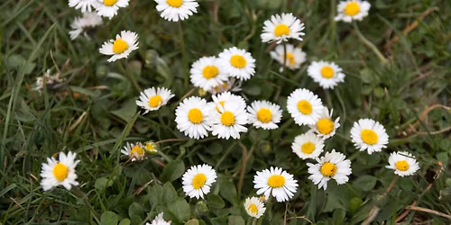 Yoga im Park - Linz Dornach