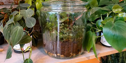 Enclosed Terrarium Workshop