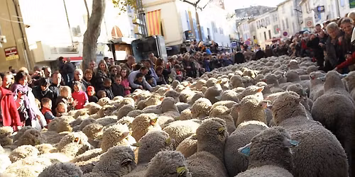 D\u00e9fil\u00e9 de la transhumance - f\u00eate des bergers et des traditions 