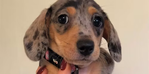 Dachshund puppy yoga