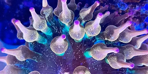 Delaware Reef Club 13th Annual Coral Show 