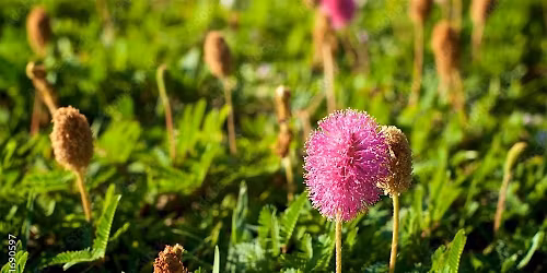 Native Plant Swap
