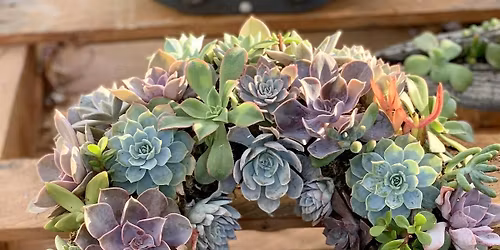 Living Succulent Wreath