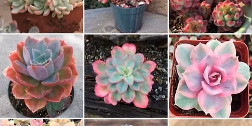 SUCCULENT PARADISE