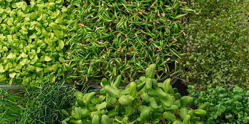 The Magic of Microgreens (Central Point Library)