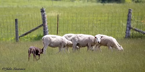 Great River Stockdog Club Duck\/Goose Fun Match AND General Membership Meeting