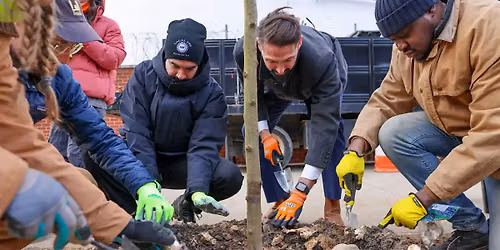 Street Tree Care on the Upper East Side