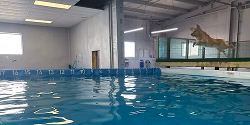 Doggieland's sponsored Dock Diving Competition