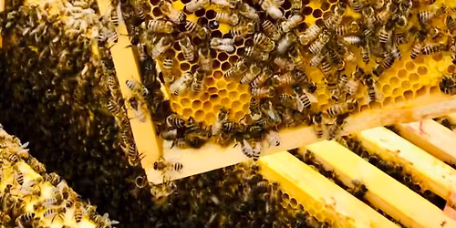 Kostenlos: Bienenwachst\u00fccher herstellen - Familiennachmittag Bund Naturschutz Creu\u00dfen