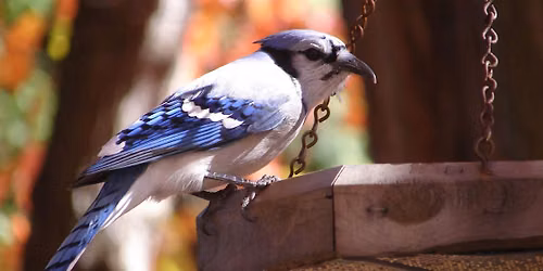 Bird Hike in South Side Park