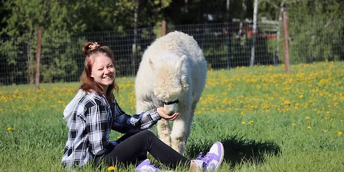 Ali-Ollin Alpakkatilan ja Hippilanden El\u00e4inkieputus