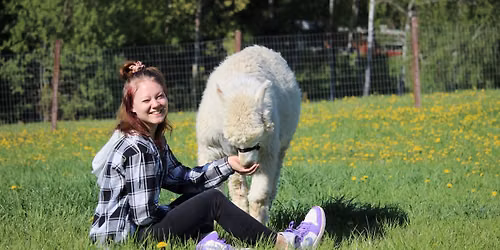 Ali-Ollin Alpakkatilan ja Hippilanden El\u00e4inkieputus