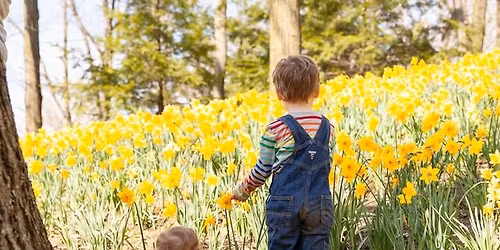 Daffodil Hill Mini Photo Sessions