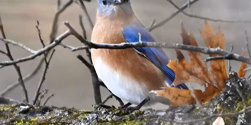 February Bird Ed - Attracting Bluebirds and other Native Cavity Nesters