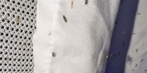 Mothing Madness