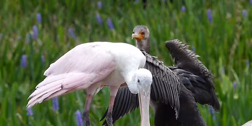 Bird Talk & Tour: Wetland Birds