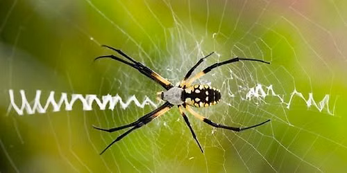 An Introduction to the Spiders of Indiana