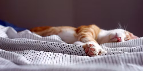 90-Minute Sleep Readiness Session
