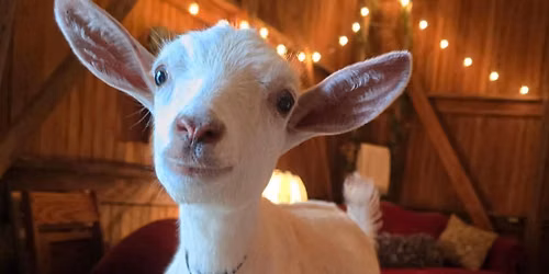 GOATing Through the Week with the Original Goat Yoga MI