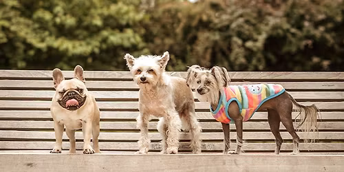 Kutya J\u00d3 fesztiv\u00e1l \u00e9s v\u00e1s\u00e1r