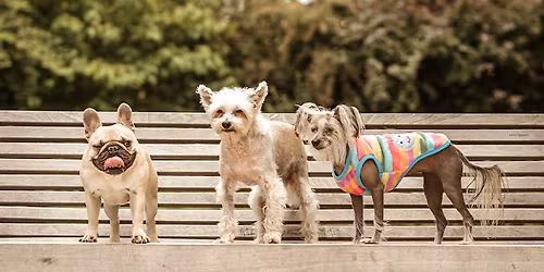 Kutya J\u00d3 fesztiv\u00e1l \u00e9s v\u00e1s\u00e1r