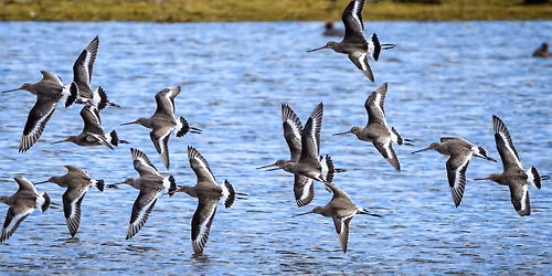 Wader Walk at Burton Mere Wetlands