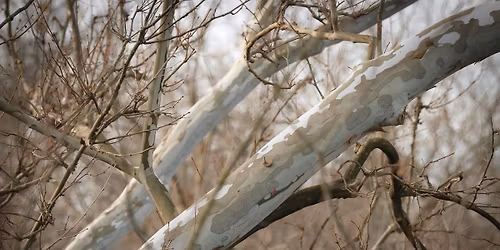 Winter Tree & Shrub ID Hike