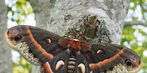 Moth Night! 