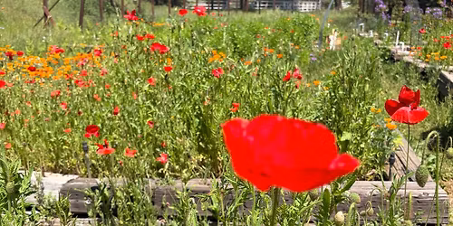 The Give Away Garden 