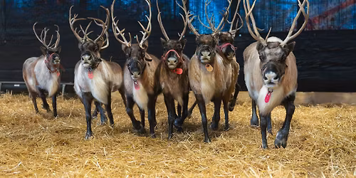 Season Pass Holder Christmas Candylane Event