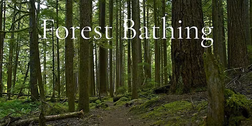 Forest bathing Series
