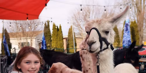 Little Manger Petting Zoo