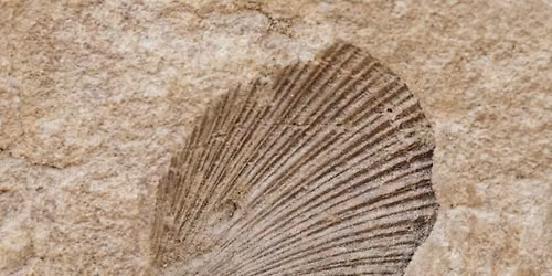 Drop In - Make a Fossil