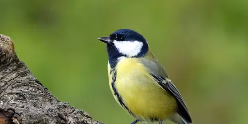 Observation des oiseaux du parc de la Sapini\u00e8re