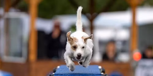 Agility Summer Breeze 2026 - HSZ Bielefeld e.V.