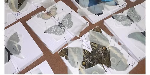 Butterfly Pinning 101
