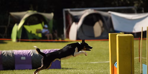Kurs Agility dla pocz\u0105tkuj\u0105cych - Nowa edycja ! 
