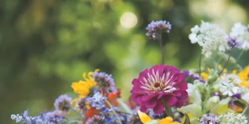 Floral Arranging Techniques and Tips\u2014Lunch and Learn