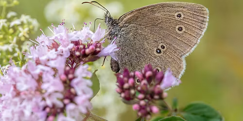 Herkkyysharjoituksia Anna-Maija Usman- maksuton