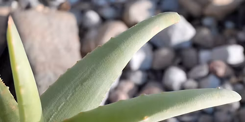 Uno sguardo su alcune Aloe, di Len Newton