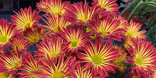 Welcoming Christ home for Christmas