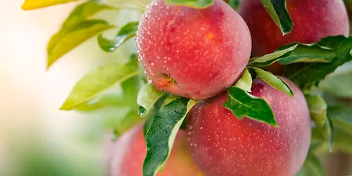 Pruning Fruit Trees