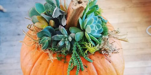 Workshop Pumpkin Succulent 9\/27 @11am