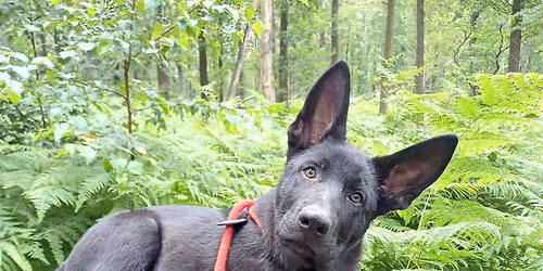 Leef in harmonie samen met je hond, begrijp \u2018hoe\u2019