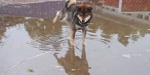 Shibojen kes\u00e4p\u00e4iv\u00e4t 2026