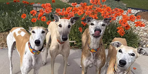 CGA at Denver Dog Fair! 